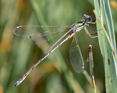 Migrant Spreadwing