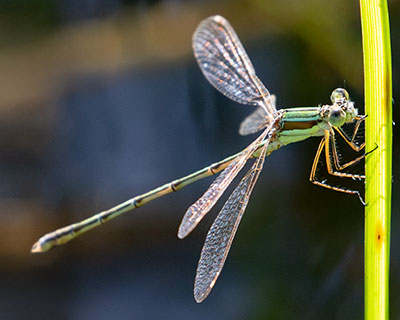 Migrant Spreadwing