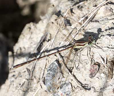 Migrant Spreadwing