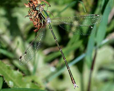 Migrant Spreadwing