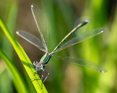 Migrant Spreadwing