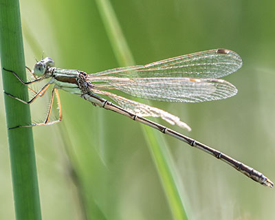 Migrant Spreadwing