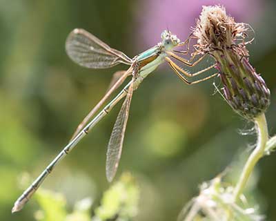 Migrant Spreadwing