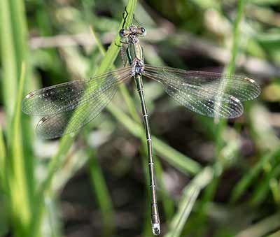 Migrant Spreadwing