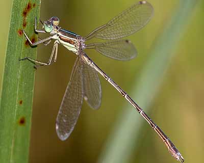 Migrant Spreadwing