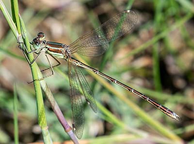 Migrant Spreadwing