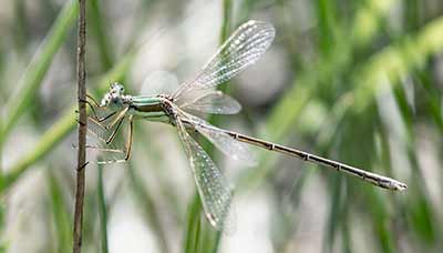Migrant Spreadwing