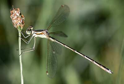 Migrant Spreadwing