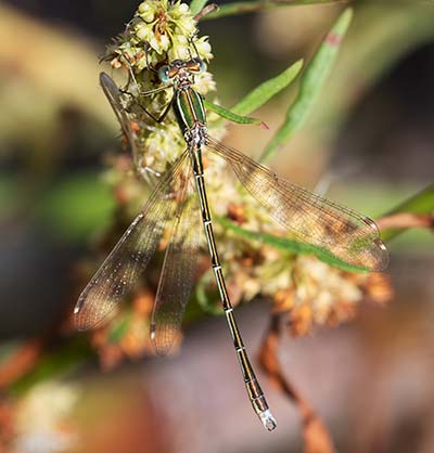 Migrant Spreadwing