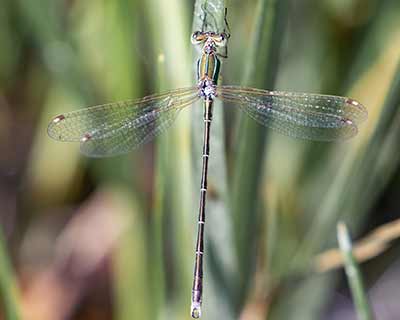 Migrant Spreadwing