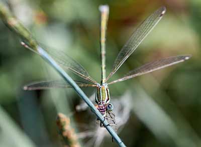 Migrant Spreadwing