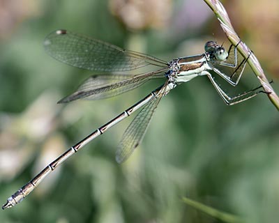 Migrant Spreadwing