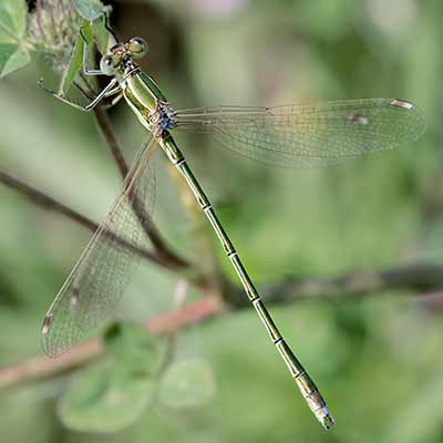 Migrant Spreadwing