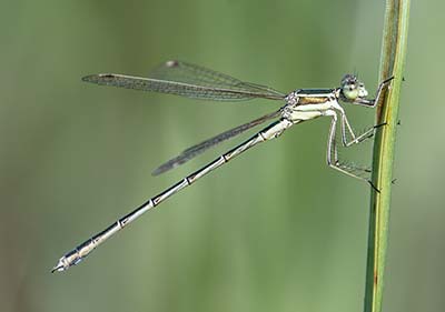 Migrant Spreadwing