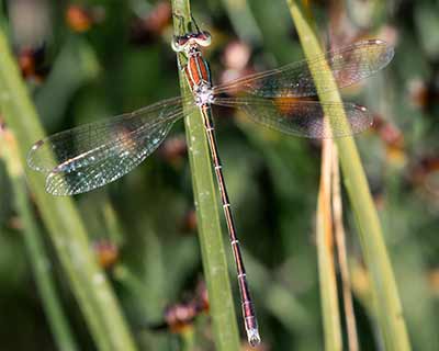 Migrant Spreadwing
