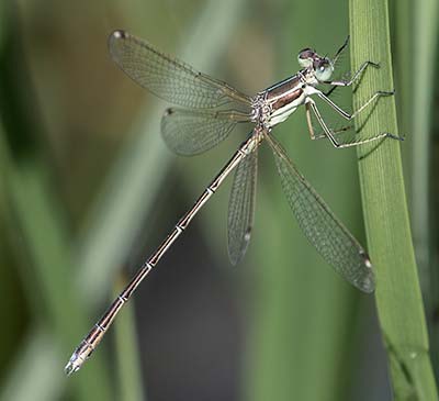 Migrant Spreadwing