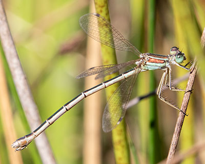 Sydlig Kobbervandnymfe (Lestes barbarus) [Jægersborg Dyrehave, Denmark]