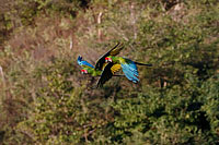 Military Macaw