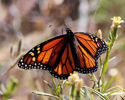 Monarch