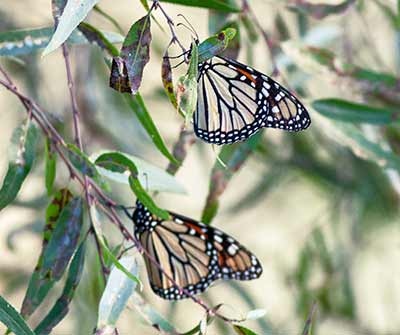 Monarch