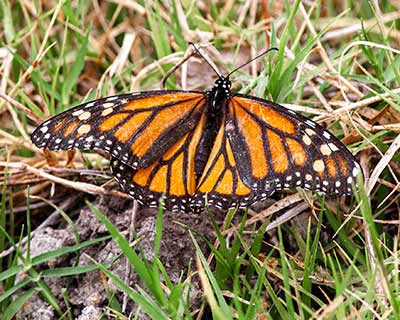 Monarch
