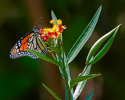 Monarch