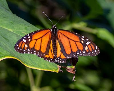 Monarch