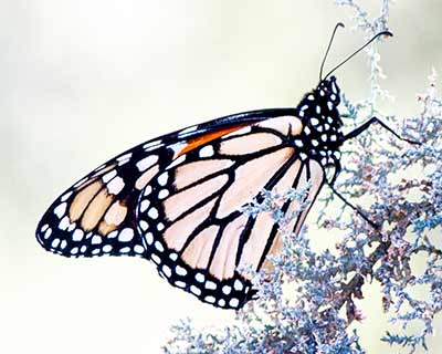 Monarch