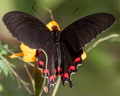 Montezuma's Cattleheart