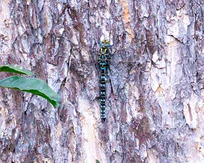 Moorland Hawker