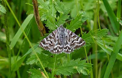 Mother Shipton Moth