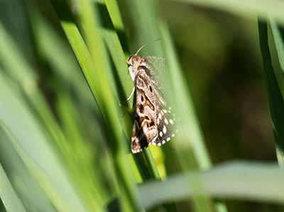 Mother Shipton Moth