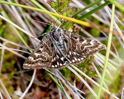 Mother Shipton Moth