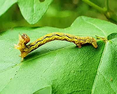 Mottled Umber