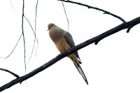 Mourning Dove