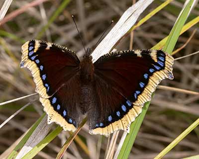 Mourning Cloak