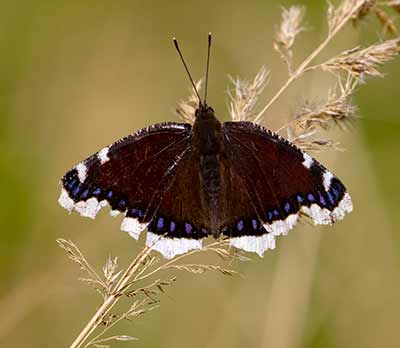 Mourning Cloak