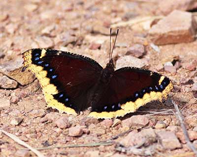 Mourning Cloak