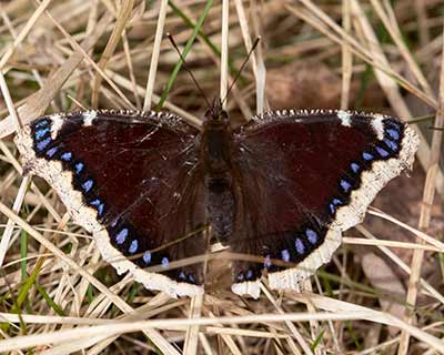 Mourning Cloak