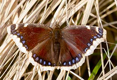 Mourning Cloak