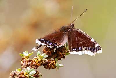 Mourning Cloak