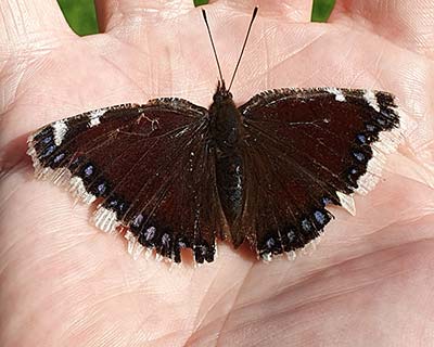 Mourning Cloak