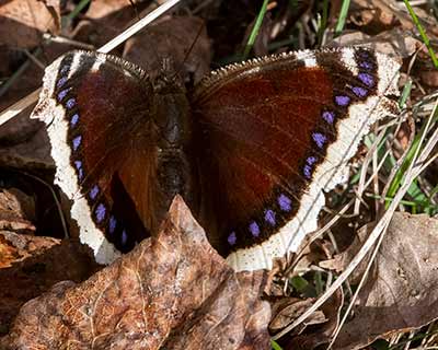 Mourning Cloak