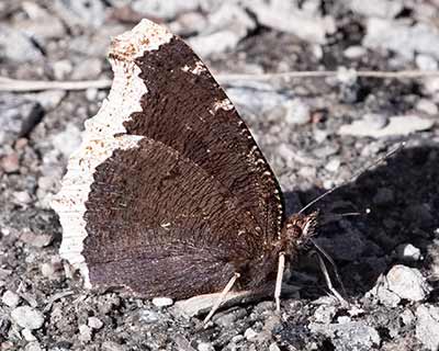 Mourning Cloak