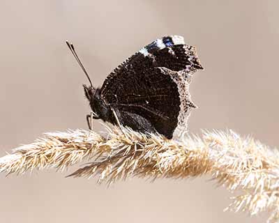 Mourning Cloak