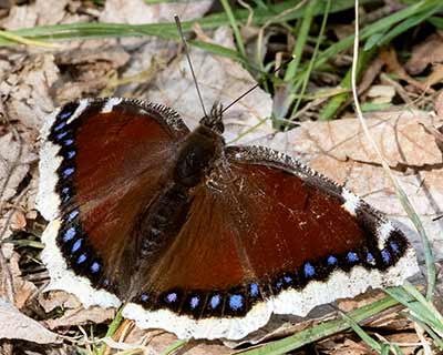 Mourning Cloak