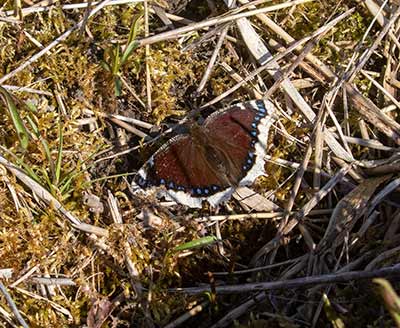 Mourning Cloak