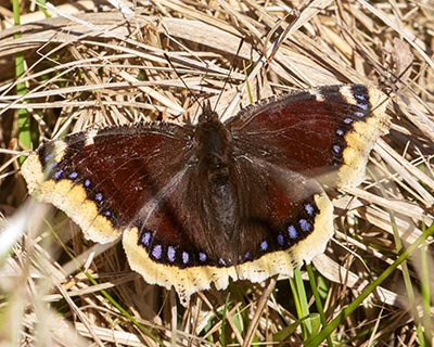 Mourning Cloak