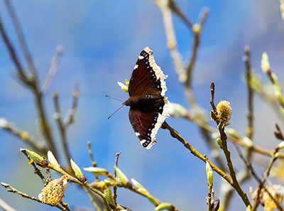 Mourning Cloak