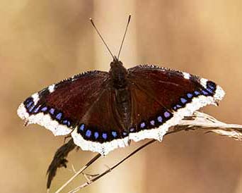 Mourning Cloak